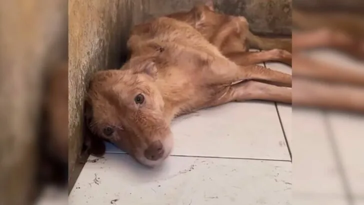 Man Discovers an Unexpected Surprise on the Floor After Buying a New House