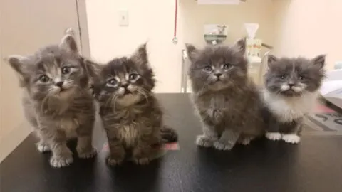 Man Finds Eight Freezing Kittens in an Alley and Rushes to Save Them