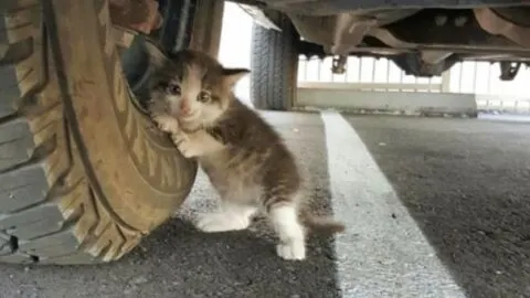Man Rescues a Scared Kitten from Under a Truck, Quickly Develops a Strong Bond
