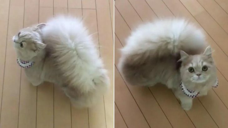Meet Bel, the Charming Squirrel-Tailed Cat Who Will Capture Your Heart at First Sight