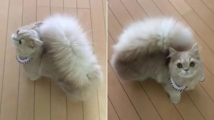 Meet Bel, the Charming Squirrel-Tailed Cat Who Will Capture Your Heart at First Sight