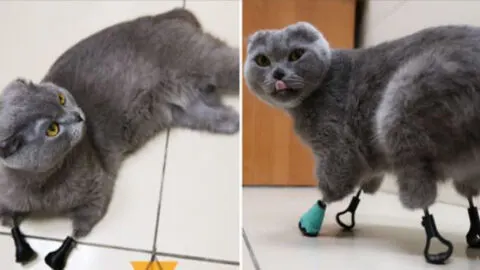 Meet Dymka, the Resilient Cat Who Walks on Titanium Paws After Overcoming Frostbite