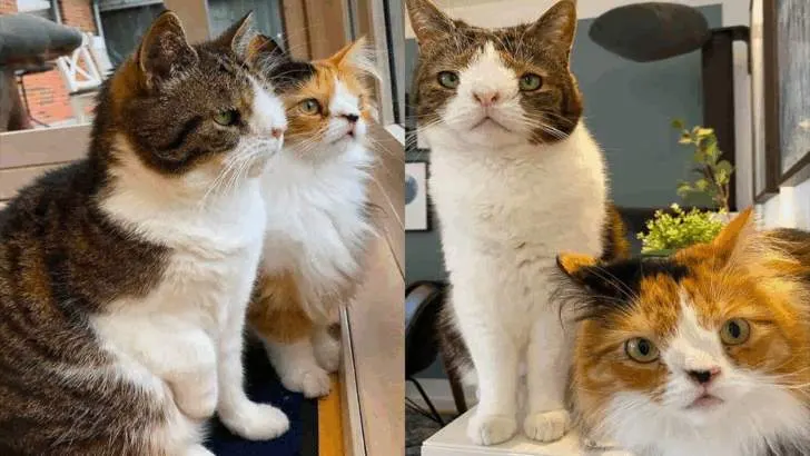 Meet Monty: A Remarkable Example of How Uniqueness Shines Brightly