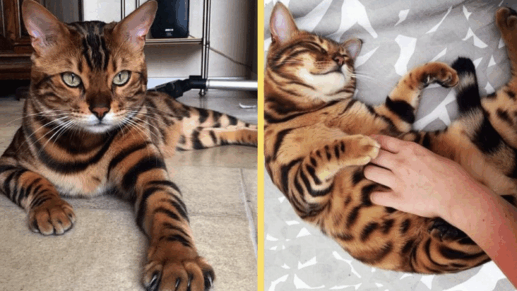 Meet Tori: The Most Beautiful Bengal Cat Ever