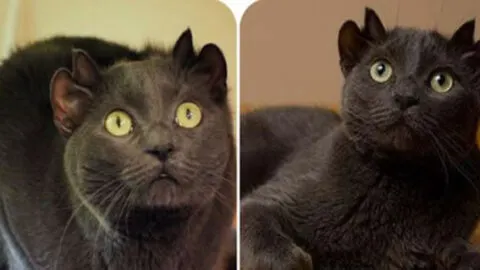 Meet Yoda, the Feline Wonder: A Cat with Four Ears