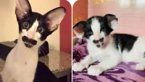 Meet Zappa: The Cat with the Fabulous Mustache!