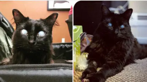 Meet the Remarkable Deaf and Partially Blind Cat Who Finally Found a Loving Forever Home After Two Years in Foster Care!