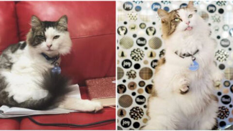 Meeting the Stylish Senior Cat: A Story of Transformation into a Champion for Special Needs Cats
