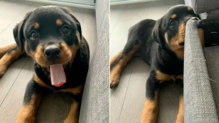 Misunderstood Rottweilers Defy Stereotypes, Winning Hearts Everywhere