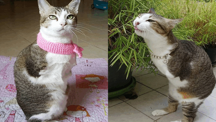 Moggy the Cat’s Unique T-Rex Walk Developed After Electrocution