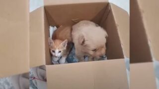 Moved by the Heartbreaking Scene, These Compassionate Individuals Quickly Took Action to Rescue the Abandoned Dog and Cat
