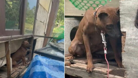 Neglected Breeding Dog Finally Experiences the Joy of a Normal Life