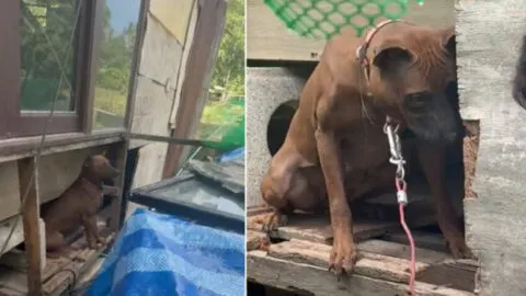 Neglected Breeding Dog Finally Experiences the Joy of a Normal Life