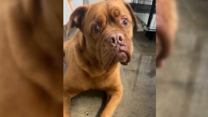 Owner’s Justification for Leaving Dog After Seven Years Bewilders Shelter Employees