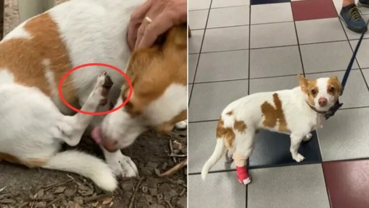 Owners Stunned by $150 Vet Bill After Discovering the True Extent of Their Dog’s Injury