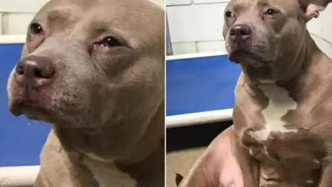Pittie Mom Heartbroken and Crying for Her Puppies After Being Abandoned at the Shelter