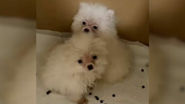 Puppies Persist Despite Exhaustion and Sadness