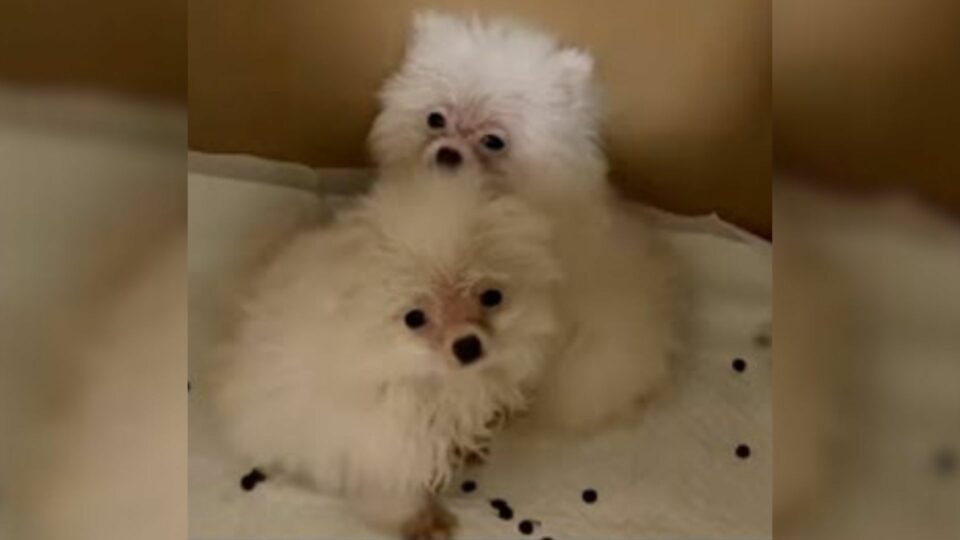 Puppies Persist Despite Exhaustion and Sadness