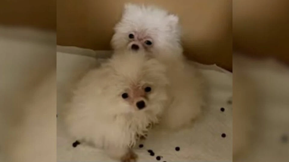 Puppies Persist Despite Exhaustion and Sadness