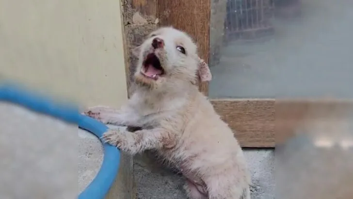 Puppy Left at the Market Cries in Heartbreak After Her Owners Abandon Her