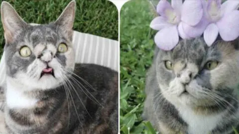 Rescue Heroine Saves Kitten from Death Because of Her ‘Distinctive’ Appearance