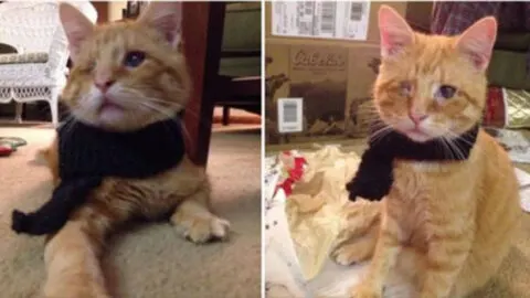 Rescued Cat Discovers a New Home and Heartwarming Love