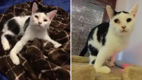 Rescued Cat with Unusual Purring Habits Discovers Love Beyond the Shelter