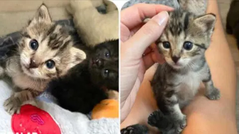 Rescued Kitten Finds Comfort in a Cozy Lap, Keeps Watch Over Its Humans, and Refuses to Stray