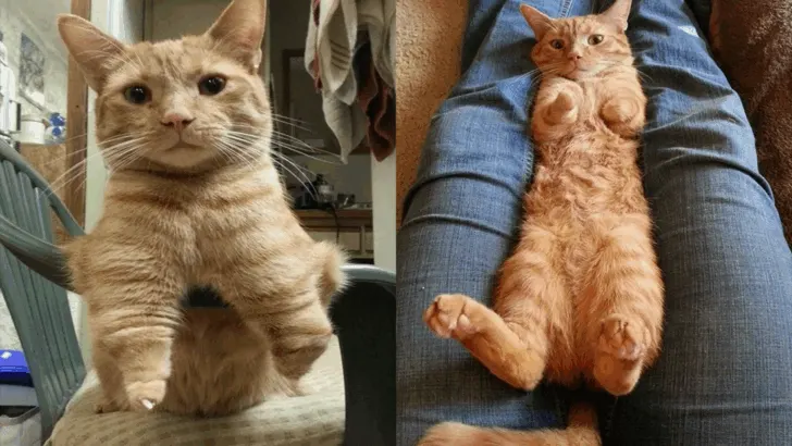 Rescued Two-Legged Cat Finds a Special Place in a Woman’s Heart