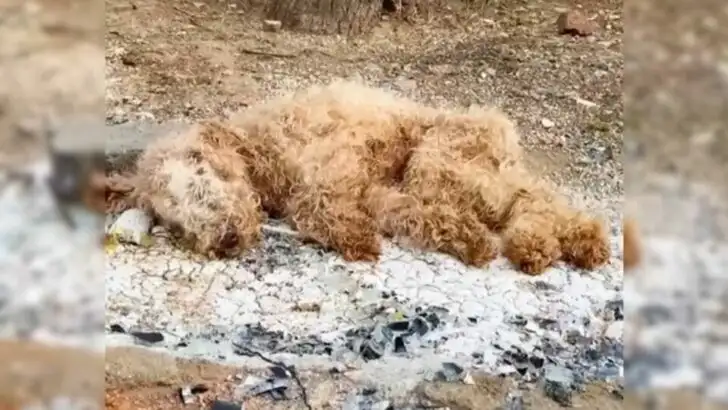 Rescuers Discover Nearly Lifeless Puppy Abandoned in Trash