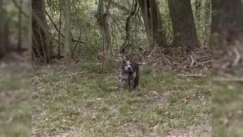 Rescuers Moved to Tears After Discovering What Had Happened to a Dog Left Behind a Cemetery
