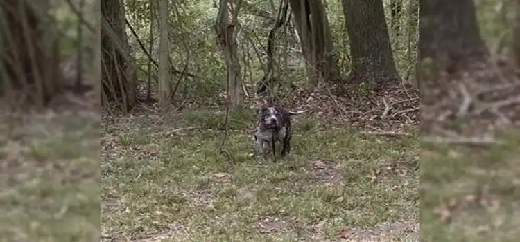 Rescuers Moved to Tears After Discovering What Had Happened to a Dog Left Behind a Cemetery