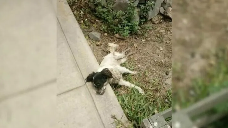 Rescuers Stunned to Discover Abandoned Sick Puppy Lying Lifeless on the Street