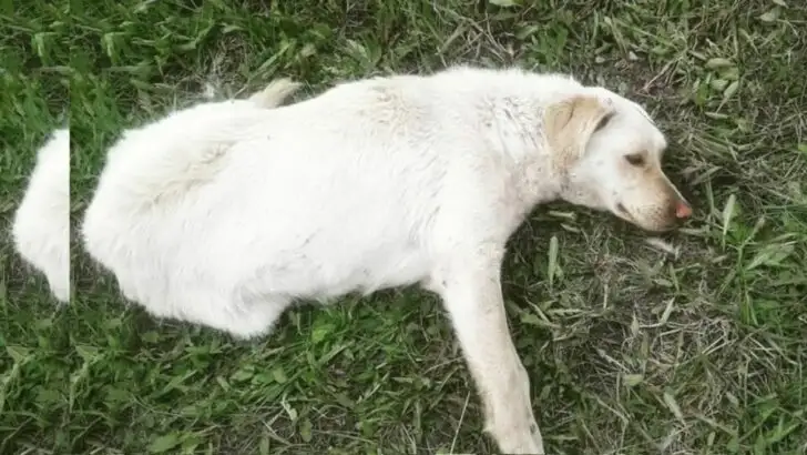 Rescuers Stunned to Discover Stray Pup Was Paralyzed Following a Devastating Accident
