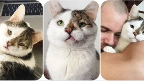 Roommate’s Unique Cat Reveals a Deep and Unbreakable Connection with Its Owner