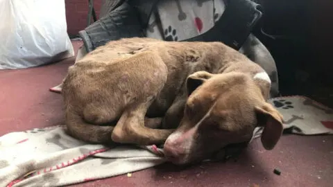 Sad, Wounded Dog Finds Comfort on Woman’s Porch, Waiting for Assistance