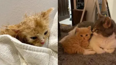 Senior Cat Saves a Dying Rescue Kitten with Unwavering Love