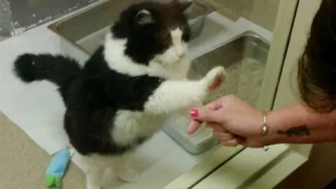 Senior Shelter Cat Finds a Forever Home After Persistent Window Pawing