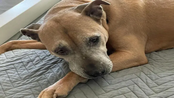 Shelter’s Longest Resident Grows Sad Watching Others Get Adopted at Every Event