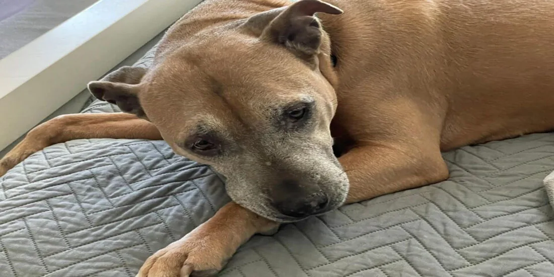 Shelter’s Longest Resident Grows Sad Watching Others Get Adopted at Every Event