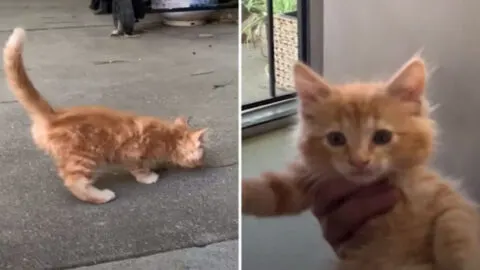 Sick Stray Kitten Finds His Forever Home and a Devoted Golden Retriever, Creating an Unbreakable Bond