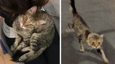 Stray Cat Approaches Rescuer, Declares He’s Ready to Leave the Streets Behind