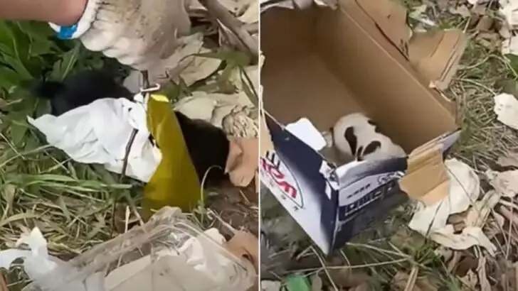 Surprised Man Encounters an Unexpected Sight on the Road and Takes Swift Action