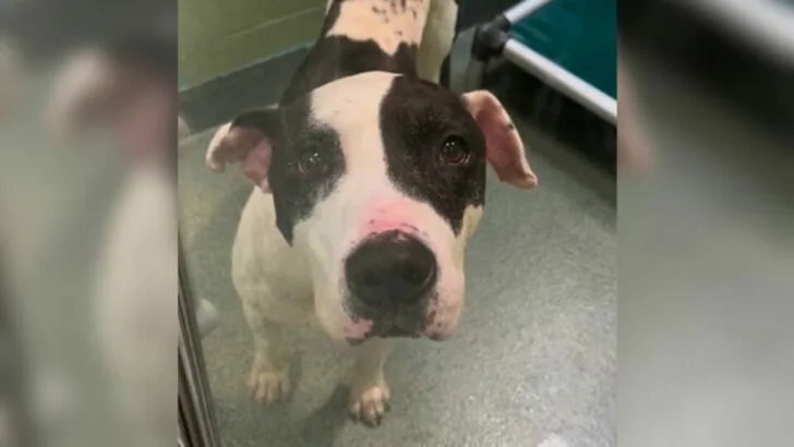 The Cherished Pup Spent Over 400 Days at the Shelter, Wishing for a Chance to Be Seen and Find Happiness