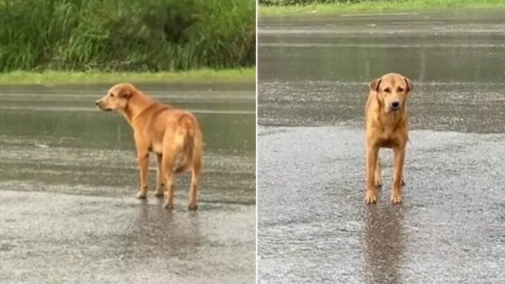 The Heartbroken Puppy Who Waited in the Rain for Days Is Overjoyed to Reunite with His Owner