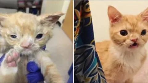 The Irresistible Appeal of a Squishy-Faced Kitten