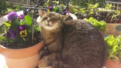 The Loveliest Bloom in the Garden