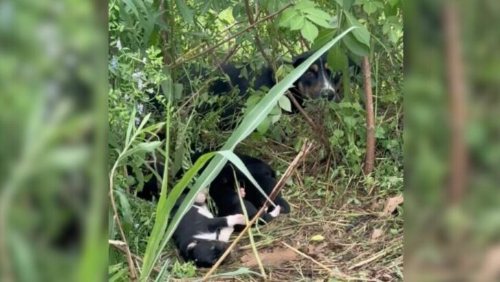 The Mother Dog Appeared Exhausted as She Rested and Watched Over Her Six Puppies