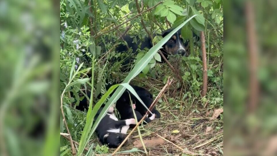 The Mother Dog Appeared Exhausted as She Rested and Watched Over Her Six Puppies
