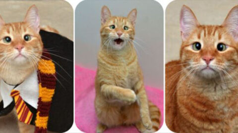 The Remarkable Transformation of Jarvis: From Abandoned Cross-Eyed Cat to Cherished Companion